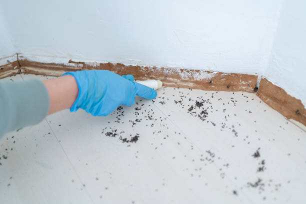 Best Mosquito Control Services  in Bridgehampton, NY